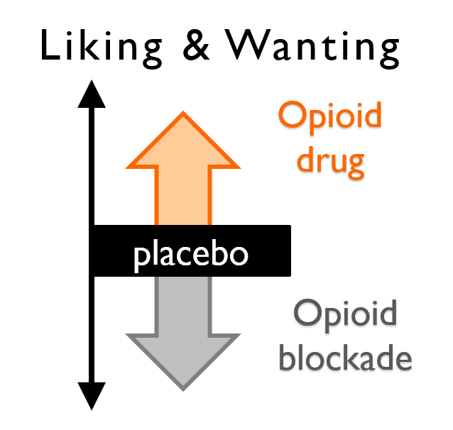 We hypothesised - and found - that stimulating µ-opioid receptors in healthy humans would enhance, whereas blocking these receptors would reduce, approach to high-value rewards. 